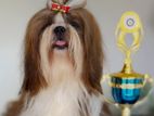 Shih Tzu Puppy