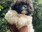 Shitzu Puppy