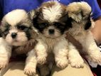 Shitzu Puppies