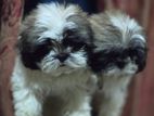 Shih Tzu Puppy