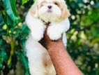 Shih Tzu Puppy