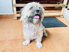 Shih Tzu for Crossing