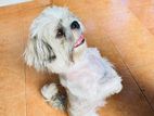 Shitzhu Dog Crossing