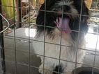 Shih Tzu Dog for Crossing