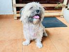 Shih Tzu Dog
