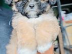 Shitzu Puppies