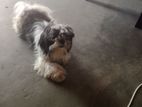 Shitzhu Puppy
