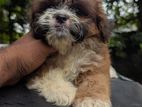 Shih Tzu Puppies