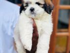 Shihtzu Puppies