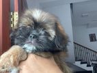 Shitzhu Puppy