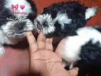 Shitzhu Puppies