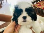 Shitzu Puppies