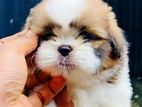 Shitzu Puppy