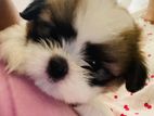 Shitzu Puppies