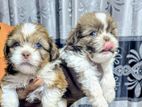 Shitzu Puppies