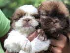 Shih Tzu Puppies