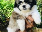 Shihtzu Puppy