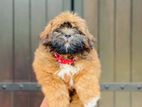 Shitzhu Puppy
