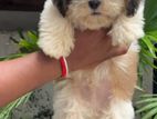 Shih Tzu Puppies