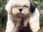 Shih Tzu Puppy