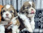 Shitzhu Puppies