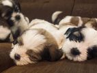Shitzhu Puppy