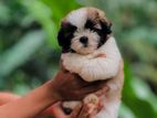 Shih Tzu Puppies