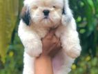 Shitzhu Puppies