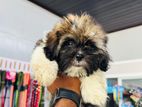 Shitzu Puppy