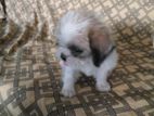 Shih Tzu Puppy