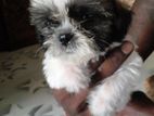 Shih tzu Puppy