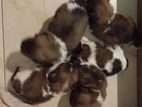 Shih Tzu Puppies