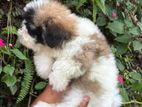 Shitzhu Puppy