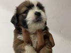 Shih Tzu Puppies