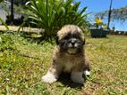 Shih Tzu Puppies