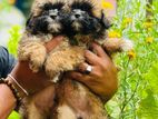 Shih Tzu Puppies