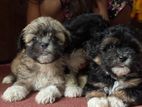 Shih Tzu Puppies