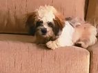 Shih Tzu Puppy