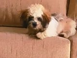 Shih Tzu Puppy