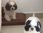 Shih Tzu Puppy