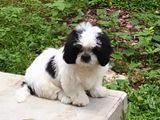 Shih Tzu Puppy
