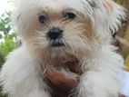 Shitzhu Puppy