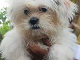 Shitzhu Puppy