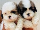 Shih Tzu Puppy
