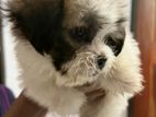 Shih Tzu Puppy