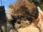 Shih Tzu Puppy