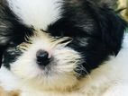 Shih Tzu Puppies