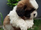 shitzhu puppys