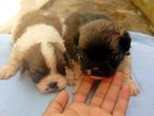 Shihtzu Puppies