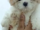 Shi Tzu Puppies